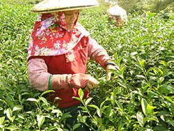 採茶菁